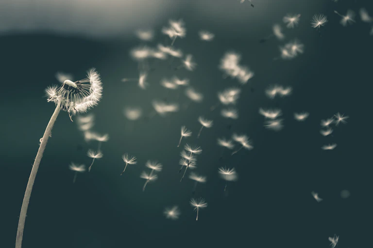 A dandelion seed head scattering its seeds in the wind