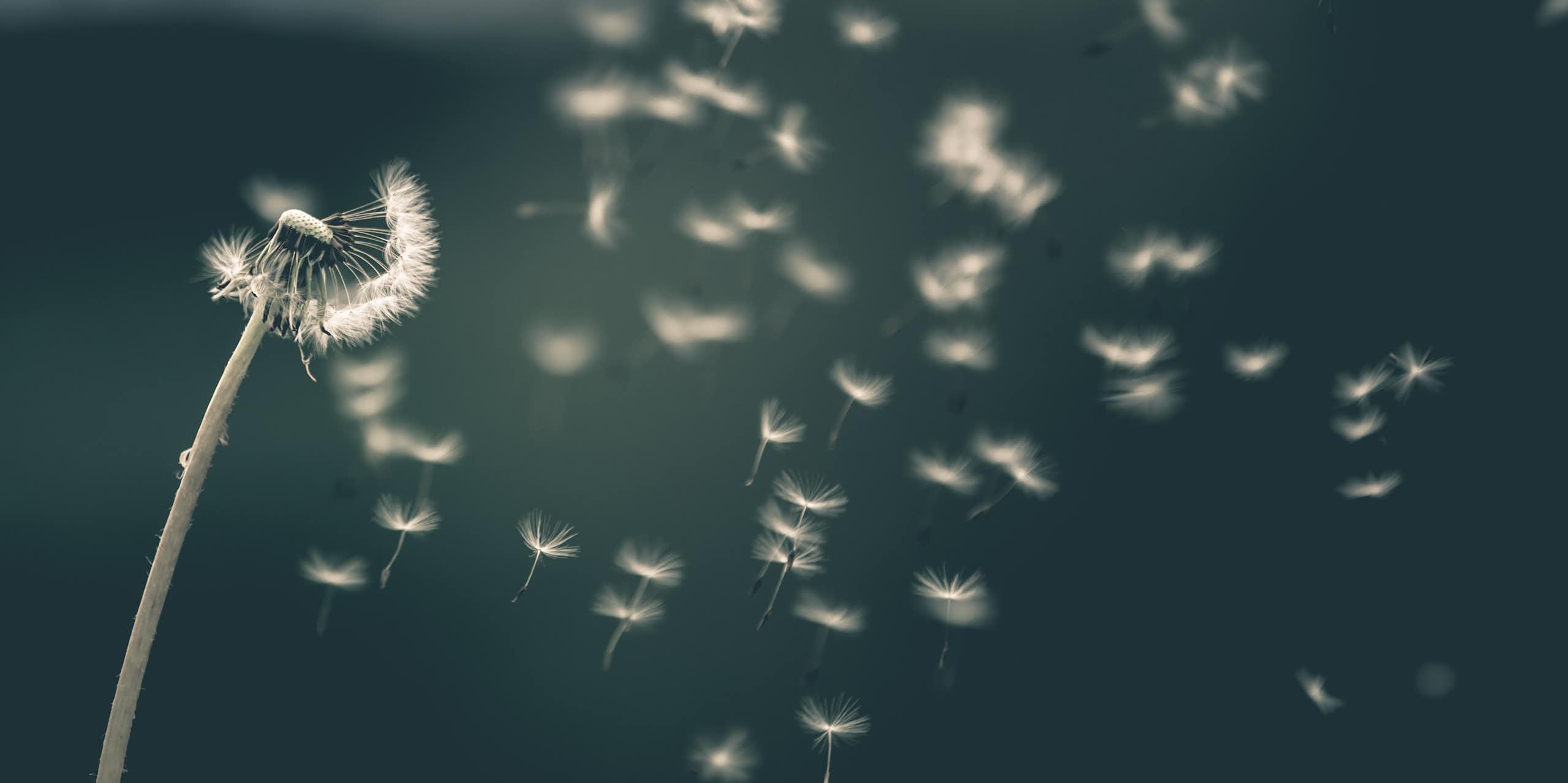 A dandelion seed head scattering its seeds in the wind