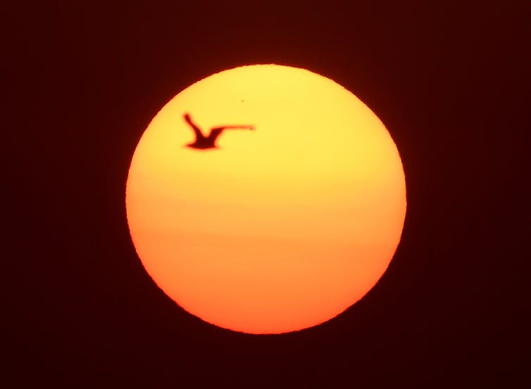bird flies in front of sun