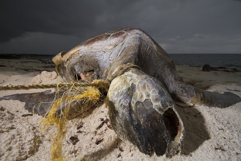 A turtle on a beach entangled in plastic fishing gear. 
