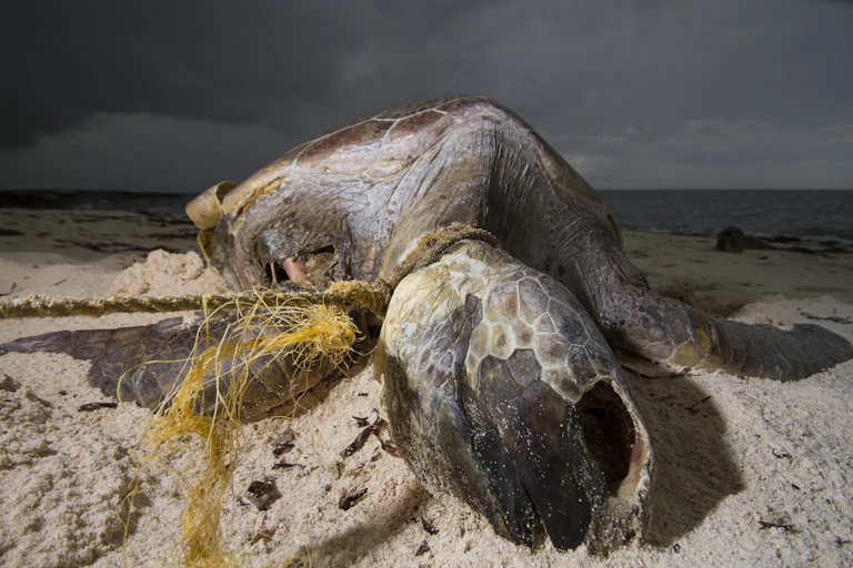 A turtle on a beach entangled in plastic fishing gear.