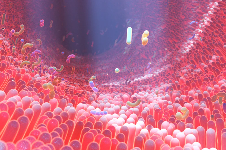 représentation graphique du microbiote intestinal