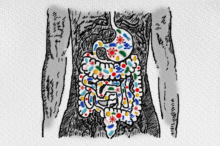 conceptual illustration of the gut microbiome