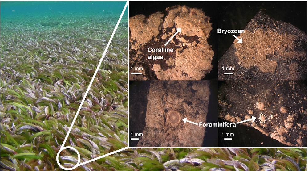 Tropical seagrass meadows are sand factories that can help defend coral