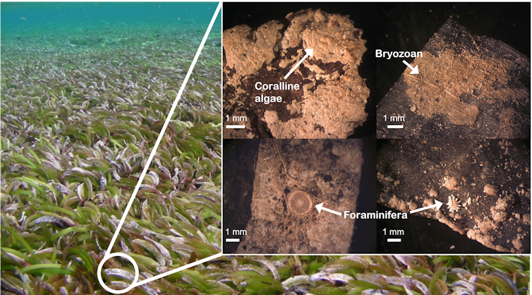 A seagrass meadow with microscopic organisms highlighted.