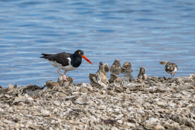 Birds pick across a shoreline covered with oyster shells