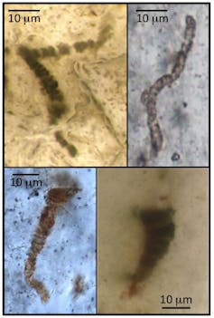 Microscope images showing biological-looking structures in rock.