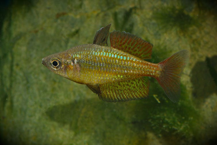 rainbowfish australia