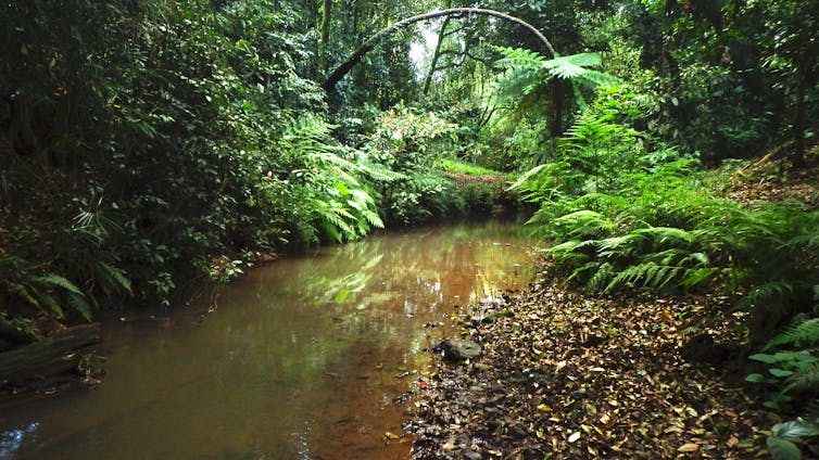 wet tropics stream