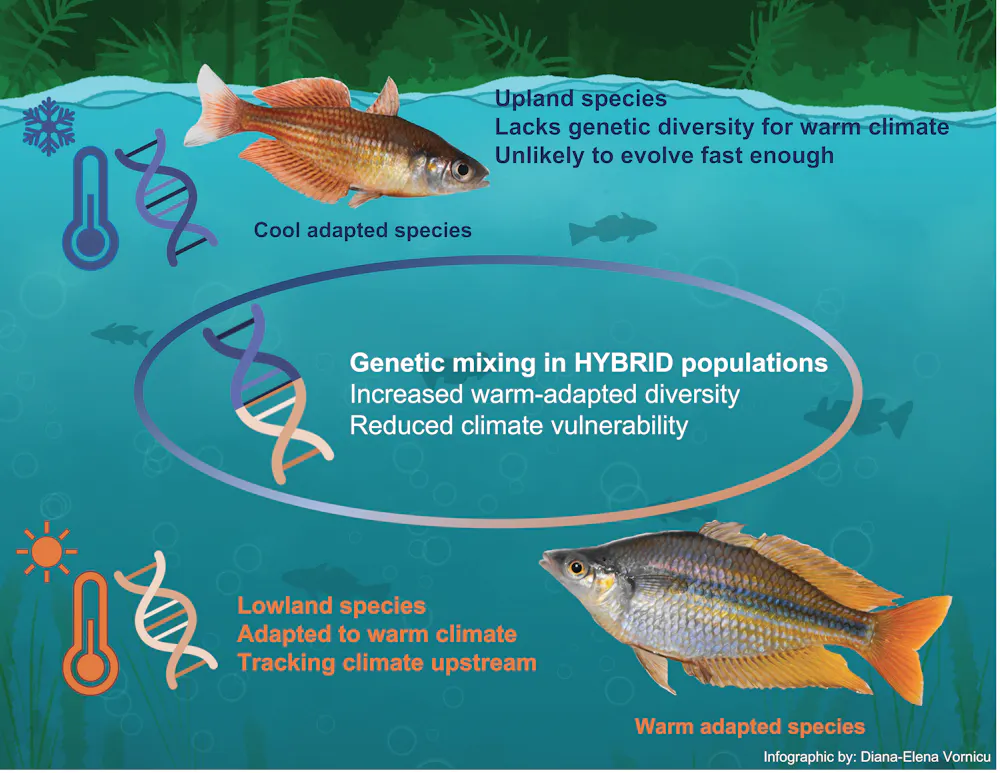 Fish Inbreeding Hybrid future? Interbreeding can make heat-averse species more ...