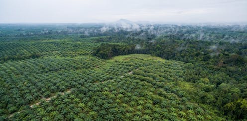 Industri sawit ingkari komitmen antideforestasi, bagaimana menuntut pertanggungjawaban mereka?