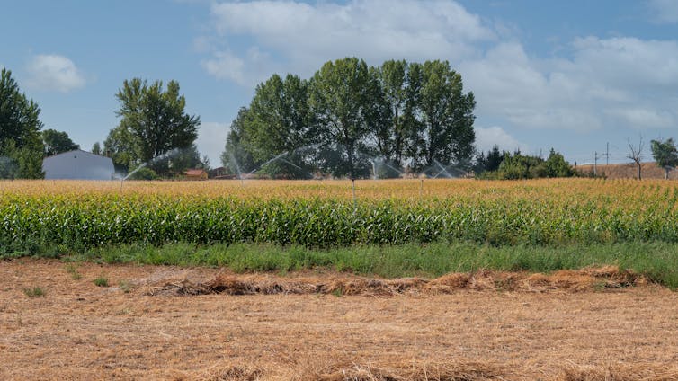 Champs de maïs arrosés