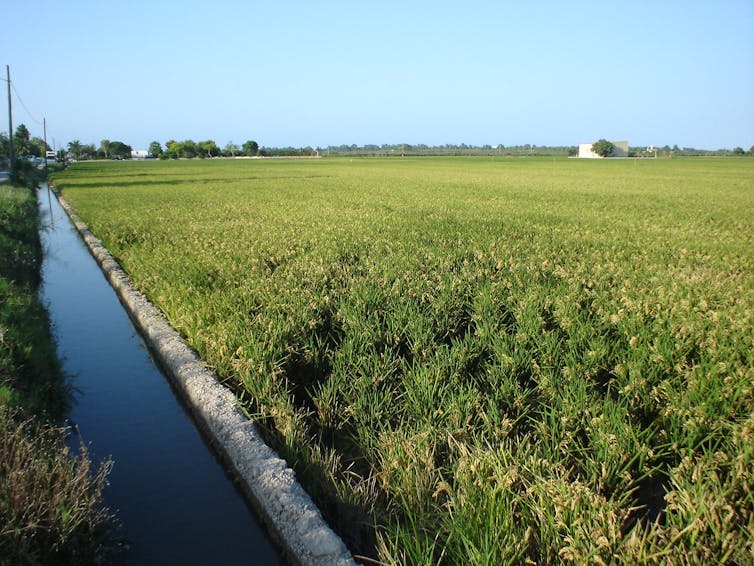 Campo de arroz.