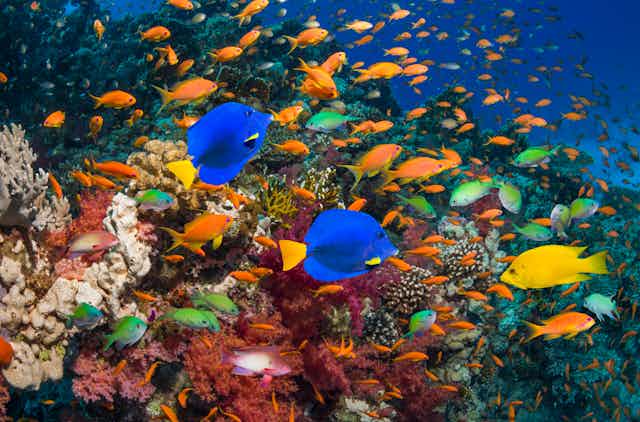 Vibrant coral reef packed with a wide array of brightly colored fishes.