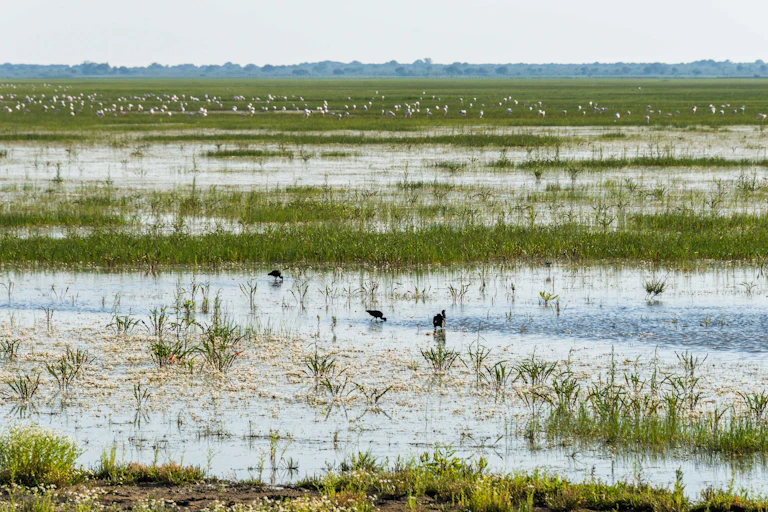 Terreno inundado con vegetación y aves.