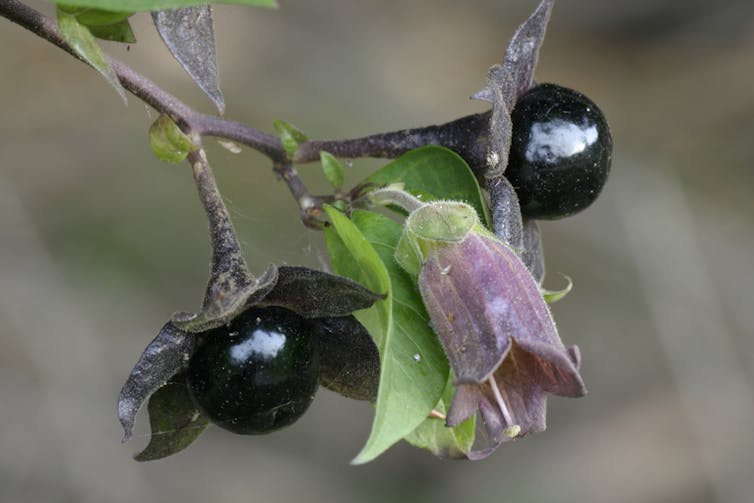 Close-up of flower and berries of Deadly Nightshade