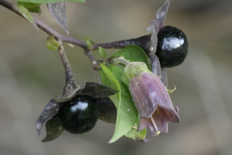 Close-up of flower and berries of Deadly Nightshade