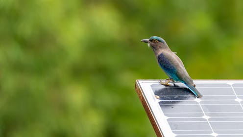 how solar farms can double as havens for our wildlife