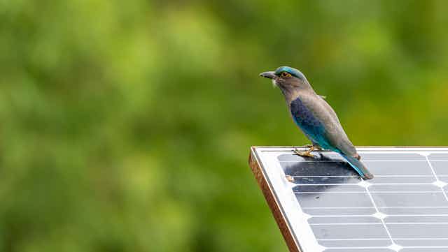 bird rests on solar panel