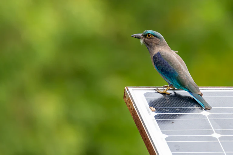 bird rests on solar panel