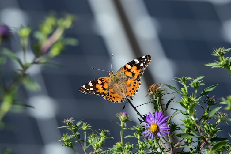 butterfly on plant in front of solar panel