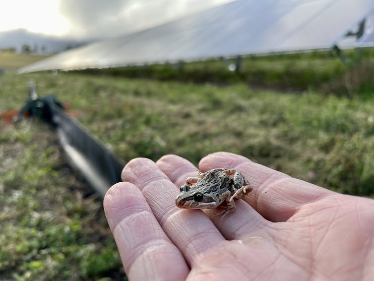 small human hand frog in front of solar panels