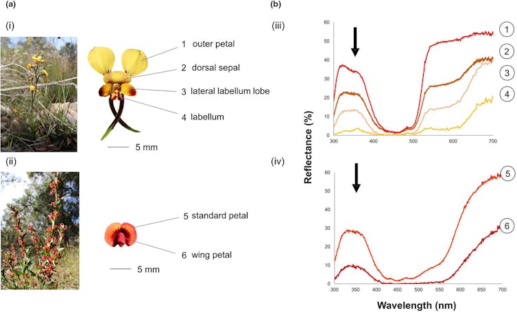 A chart showing two images of flowers, a larger yellow one and a smaller one, with graphs next to them