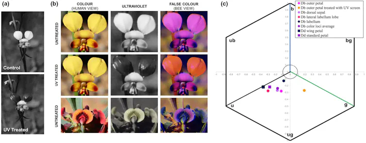 A row of colourful and greyscale images showing flowers next to a hexagonal chart