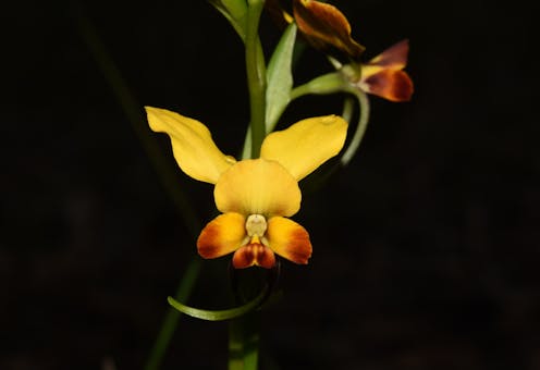 This strange donkey orchid uses UV light to trick bees into thinking it has food