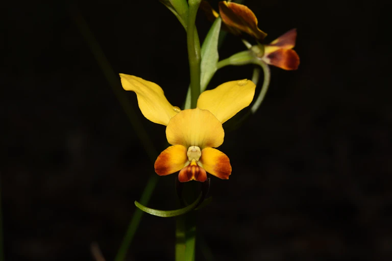 A yellow-orange flower on a black background