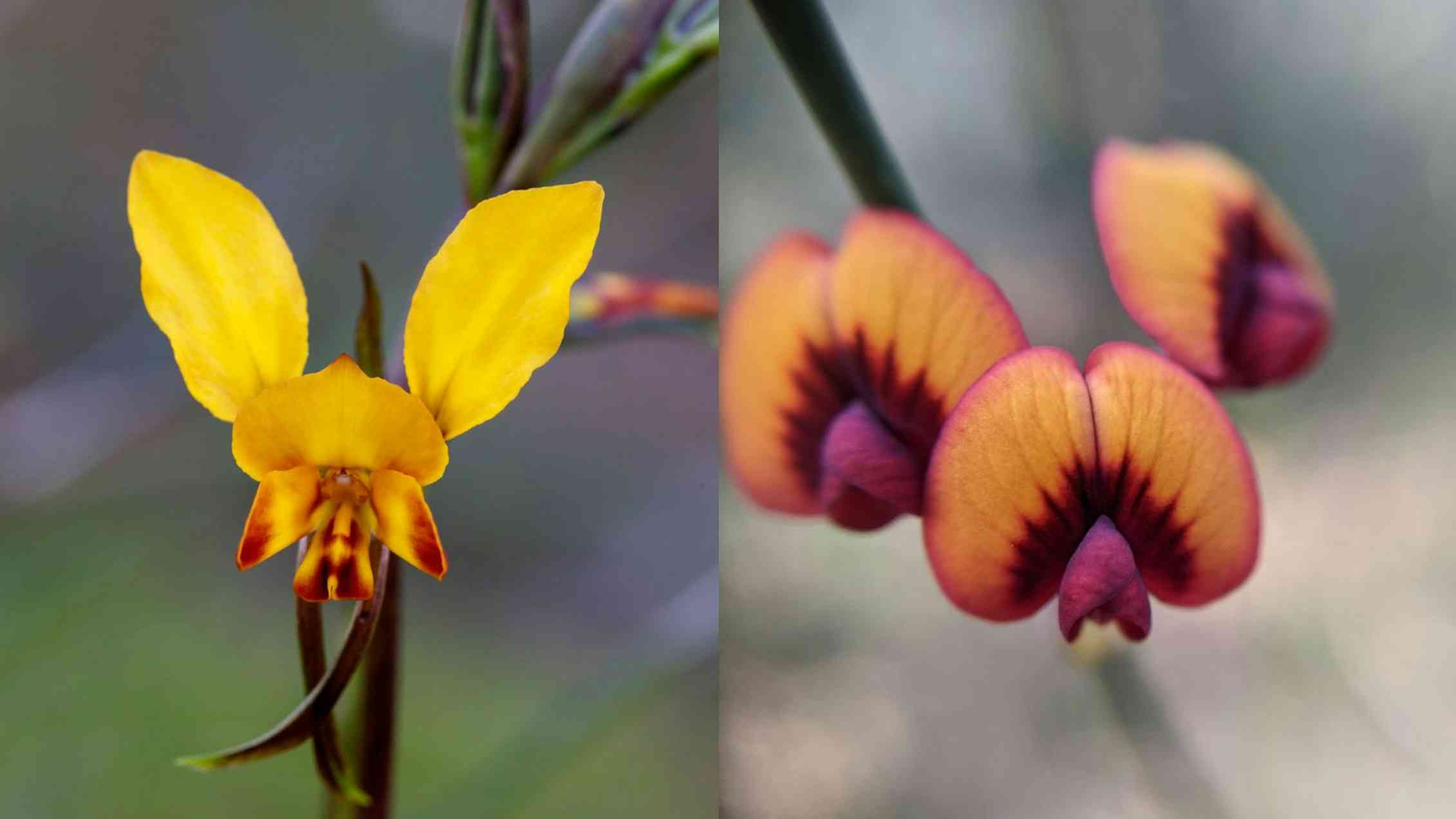 Цветок обмана. Орхидея. Некрасивые цветы. Ослиная Орхидея.
