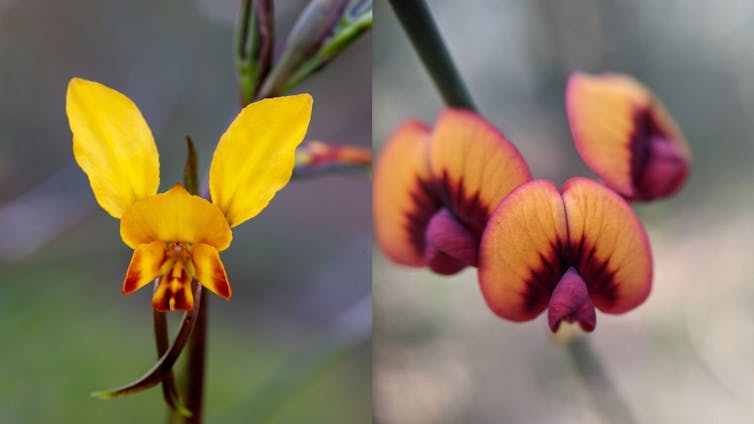 A yellow flower with two large petals on top and a similar orange flower next to it