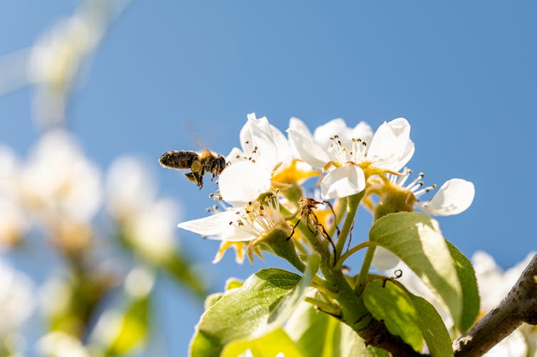 Bee on apple blossom