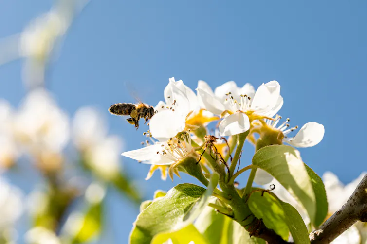 Bee on apple blossom