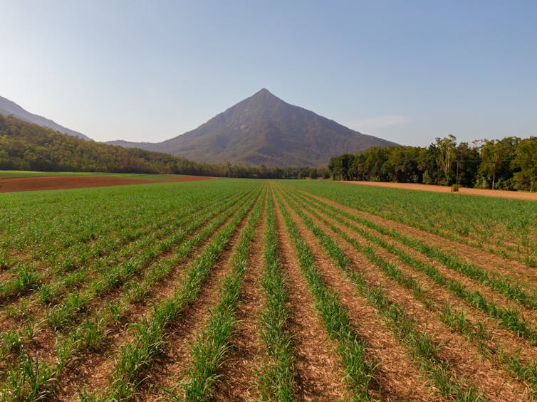 sugar cane and forest