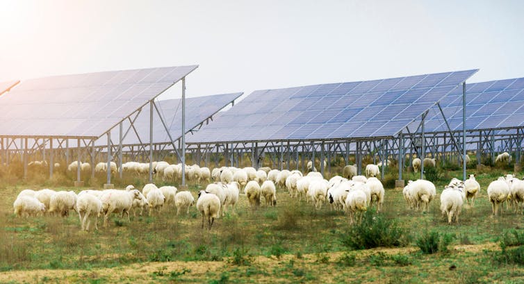 sheep graze between solar panels