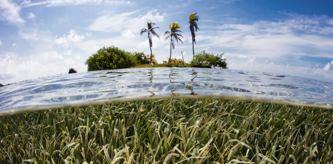 Tropical seagrass meadows are sand factories that can help defend coral reef islands from sea-levelrise
