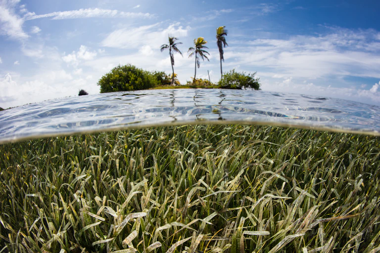 A tropical island with submerged seagrass in the foreground.