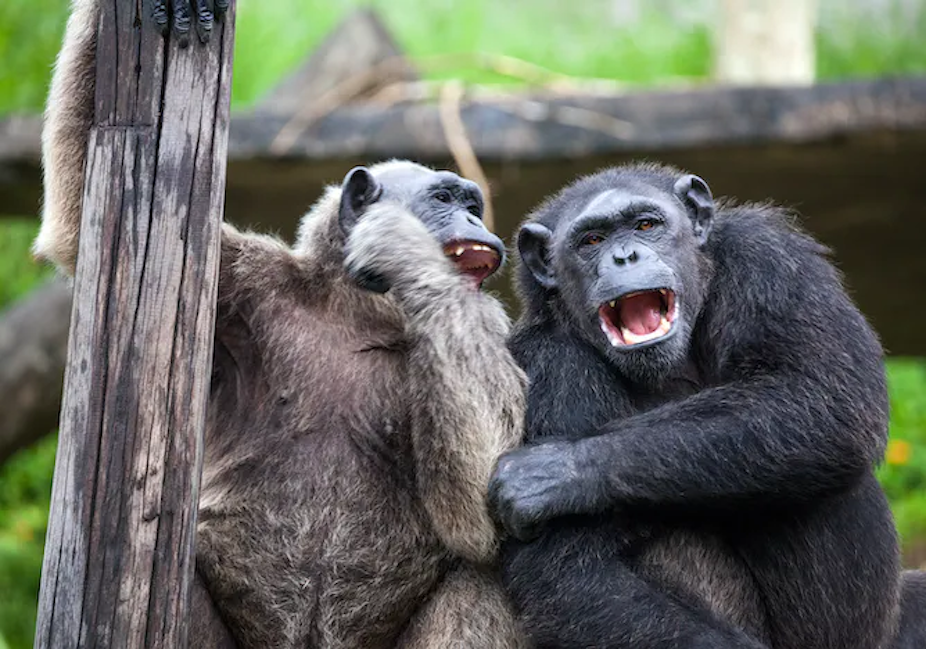 Dua simpanse terlihat tertawa bersama