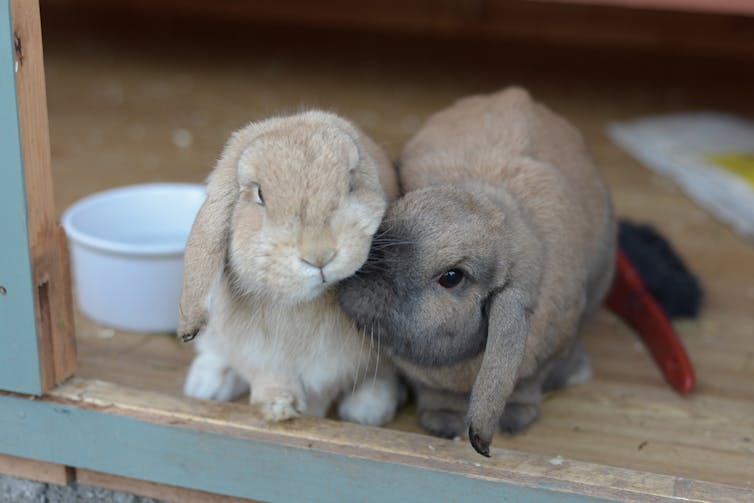Netherlands dwarf lops nudge each other