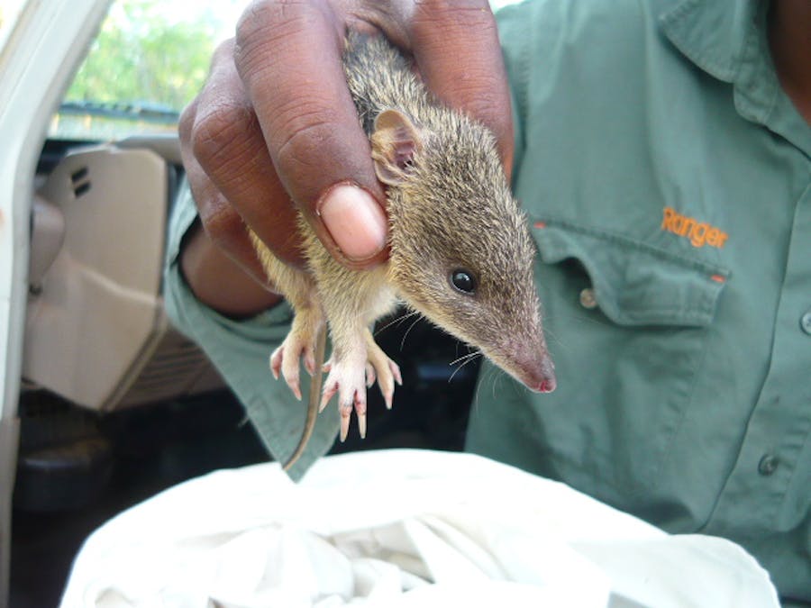 save Australia's mammals we a change of heart