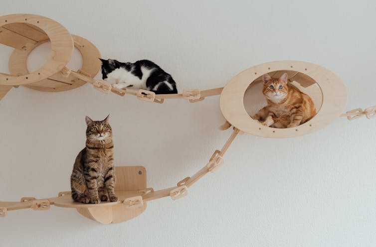 Three cats sitting on wooden platforms.