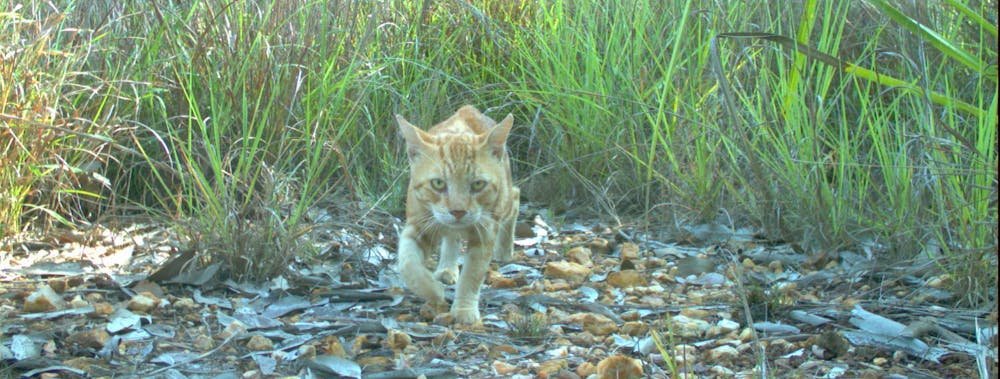 To Save Australia S Mammals We Need A Change Of Heart