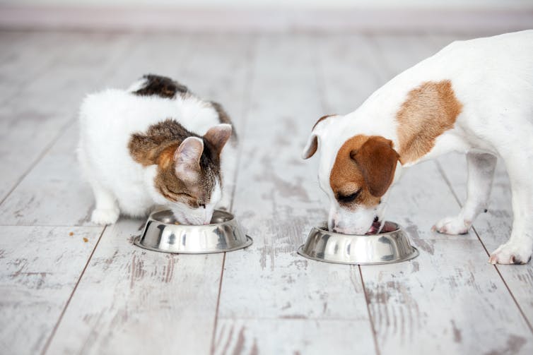 Dog and cat eating from bowls.