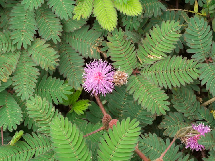 Close-up da planta mimosa pudica com pequenas flores cor de rosa