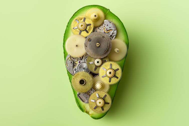 Cogs crammed inside an avocado