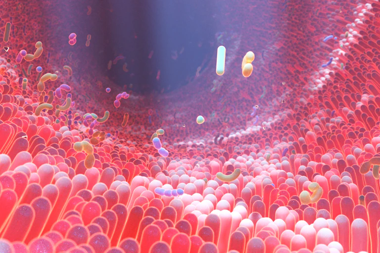 graphic representation of the gut microbiota