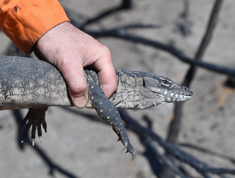 hand holds lizard