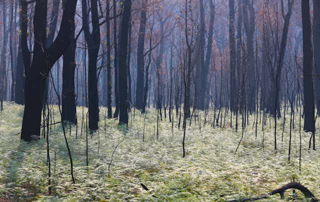 greenery returns to burnt forest