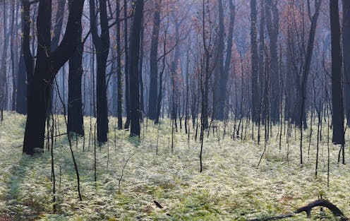 200 experts dissected the Black Summer bushfires in unprecedented detail. Here are 6 lessons to heed
